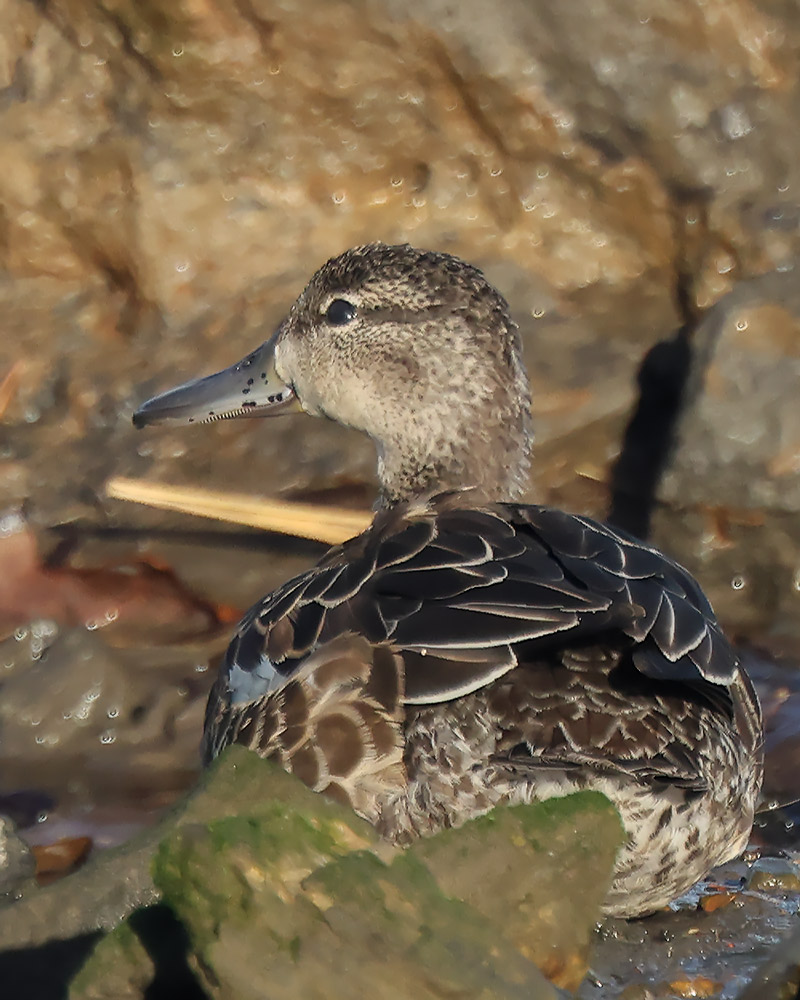 Blue-winged teal